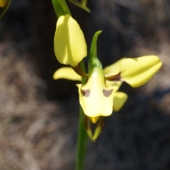 Diuris sulphurea at Canberra Central, ACT - 22 Oct 2014