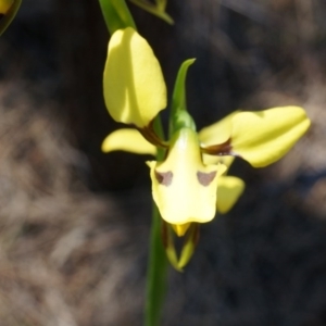 Diuris sulphurea at Canberra Central, ACT - 22 Oct 2014