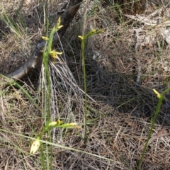 Diuris sulphurea at Canberra Central, ACT - suppressed