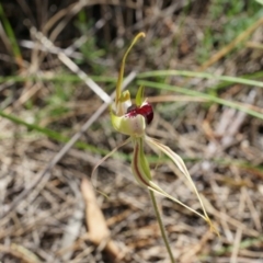 Caladenia atrovespa (Green-comb Spider Orchid) at Canberra Central, ACT - 22 Oct 2014 by AaronClausen