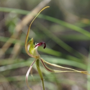 Caladenia atrovespa at Canberra Central, ACT - suppressed