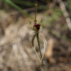 Caladenia atrovespa at Canberra Central, ACT - suppressed