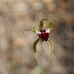 Caladenia atrovespa at Canberra Central, ACT - suppressed