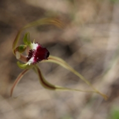 Caladenia atrovespa at Canberra Central, ACT - suppressed