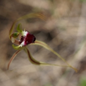 Caladenia atrovespa at Canberra Central, ACT - suppressed