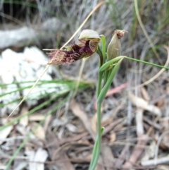 Calochilus platychilus (Purple Beard Orchid) at Gungaderra Grasslands - 21 Oct 2014 by AaronClausen