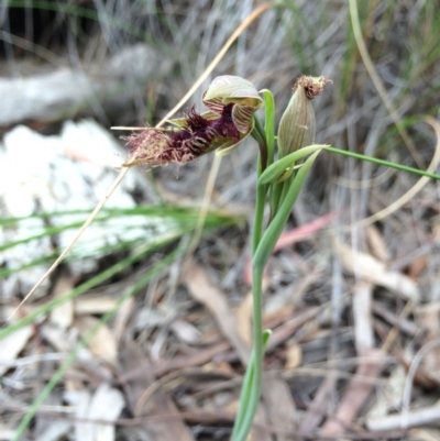 Calochilus platychilus (Purple Beard Orchid) at Gungaderra Grasslands - 21 Oct 2014 by AaronClausen