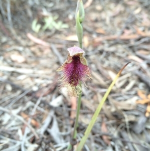 Calochilus platychilus at Crace, ACT - 21 Oct 2014