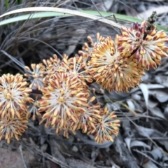 Lomandra multiflora (Many-flowered Matrush) at Crace, ACT - 21 Oct 2014 by AaronClausen