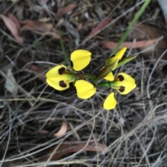 Diuris sulphurea (Tiger Orchid) at Crace, ACT - 21 Oct 2014 by AaronClausen