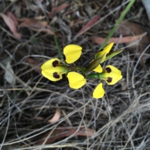 Diuris sulphurea at Crace, ACT - 21 Oct 2014