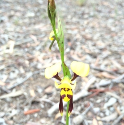 Diuris sulphurea (Tiger Orchid) at Crace, ACT - 20 Oct 2014 by AaronClausen