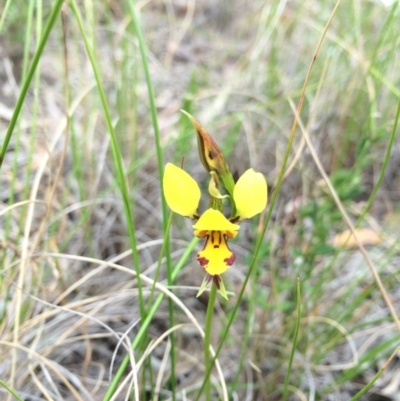 Diuris sulphurea (Tiger Orchid) at Crace, ACT - 21 Oct 2014 by AaronClausen