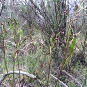 Diuris pardina at Gungahlin, ACT - 21 Oct 2014