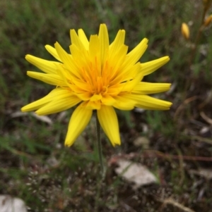 Microseris walteri at Gungahlin, ACT - 21 Oct 2014 11:23 AM