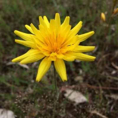 Microseris walteri (Yam Daisy, Murnong) at Gungaderra Grasslands - 21 Oct 2014 by AaronClausen