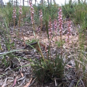 Stylidium graminifolium at Crace, ACT - 21 Oct 2014