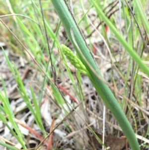 Microtis sp. at Gungaderra Grasslands - 21 Oct 2014