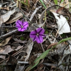 Thysanotus patersonii (Twining Fringe Lily) at Gungahlin, ACT - 21 Oct 2014 by AaronClausen