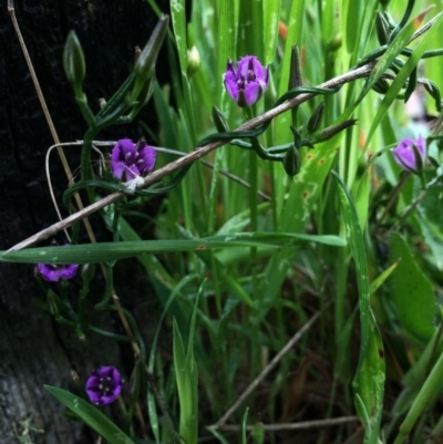 Thysanotus patersonii (Twining Fringe Lily) at Gungaderra Grasslands - 21 Oct 2014 by AaronClausen