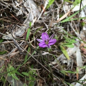 Thysanotus patersonii at Gungahlin, ACT - 21 Oct 2014 11:21 AM