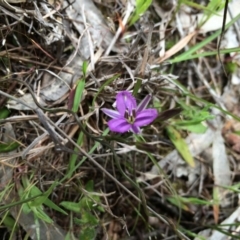 Thysanotus patersonii (Twining Fringe Lily) at Gungaderra Grasslands - 21 Oct 2014 by AaronClausen