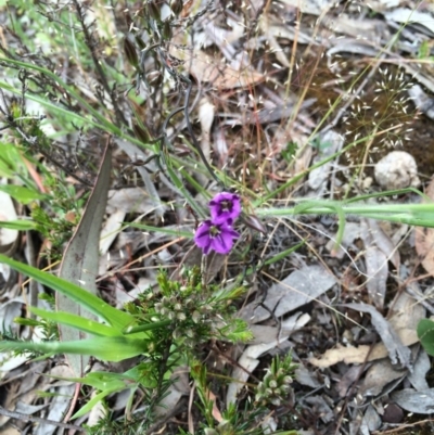 Thysanotus patersonii (Twining Fringe Lily) at Gungahlin, ACT - 21 Oct 2014 by AaronClausen