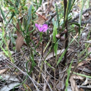 Thysanotus patersonii at Gungahlin, ACT - 21 Oct 2014