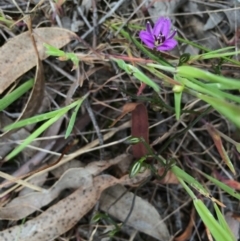 Thysanotus patersonii (Twining Fringe Lily) at Gungaderra Grasslands - 21 Oct 2014 by AaronClausen