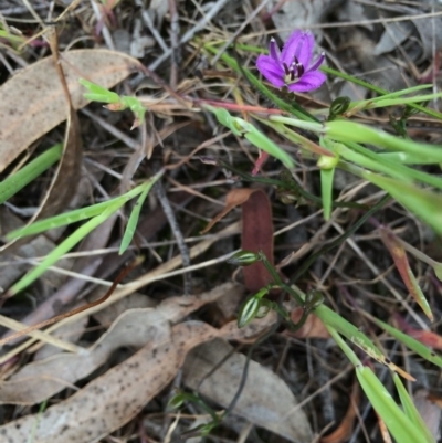 Thysanotus patersonii (Twining Fringe Lily) at Gungaderra Grasslands - 21 Oct 2014 by AaronClausen