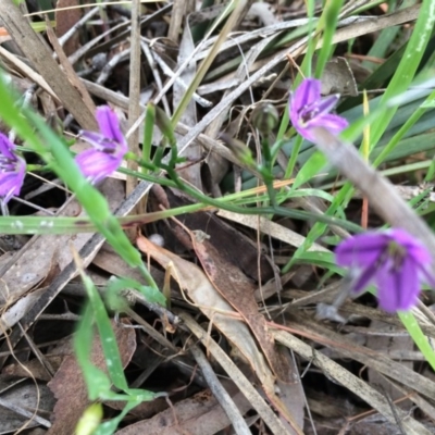 Thysanotus patersonii (Twining Fringe Lily) at Gungahlin, ACT - 21 Oct 2014 by AaronClausen