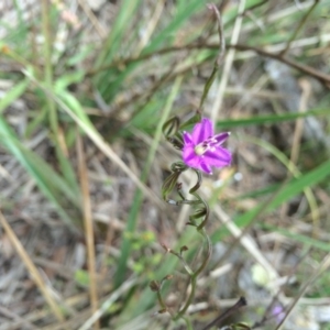 Thysanotus patersonii at Gungahlin, ACT - 21 Oct 2014 11:38 AM