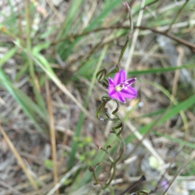 Thysanotus patersonii (Twining Fringe Lily) at Gungaderra Grasslands - 21 Oct 2014 by AaronClausen