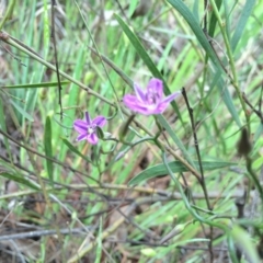 Thysanotus patersonii (Twining Fringe Lily) at Gungaderra Grasslands - 21 Oct 2014 by AaronClausen