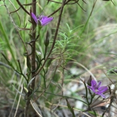 Thysanotus patersonii (Twining Fringe Lily) at Gungaderra Grasslands - 21 Oct 2014 by AaronClausen