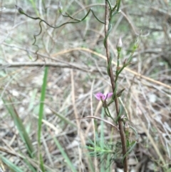 Thysanotus patersonii (Twining Fringe Lily) at Crace, ACT - 21 Oct 2014 by AaronClausen