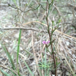 Thysanotus patersonii at Crace, ACT - 21 Oct 2014