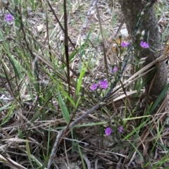 Thysanotus patersonii (Twining Fringe Lily) at Crace, ACT - 21 Oct 2014 by AaronClausen