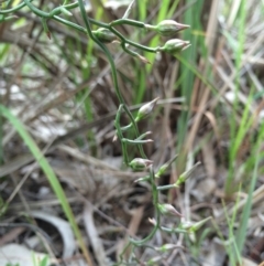 Thysanotus patersonii (Twining Fringe Lily) at Gungaderra Grasslands - 21 Oct 2014 by AaronClausen