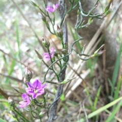 Thysanotus patersonii (Twining Fringe Lily) at Gungaderra Grasslands - 21 Oct 2014 by AaronClausen