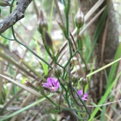 Thysanotus patersonii at Crace, ACT - 21 Oct 2014 11:55 AM