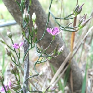 Thysanotus patersonii at Crace, ACT - 21 Oct 2014 11:55 AM