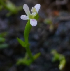 Stylidium despectum (Small Trigger Plant) at O'Connor, ACT - 21 Oct 2014 by RWPurdie