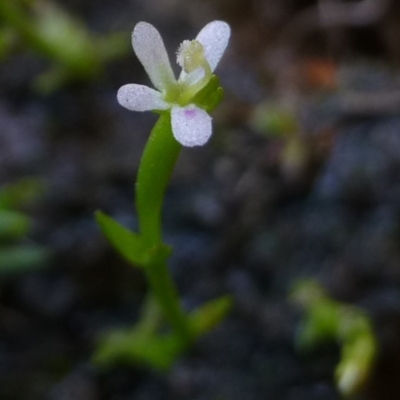 Stylidium despectum (Small Trigger Plant) at O'Connor, ACT - 21 Oct 2014 by RWPurdie