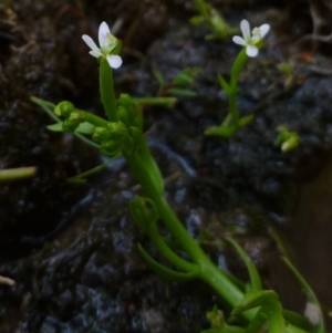 Stylidium despectum at O'Connor, ACT - 22 Oct 2014 12:00 AM