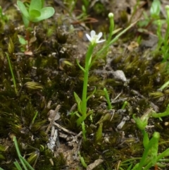 Stylidium despectum at O'Connor, ACT - 22 Oct 2014 12:00 AM