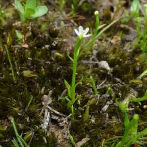 Stylidium despectum at O'Connor, ACT - 22 Oct 2014 12:00 AM