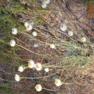 Leucochrysum albicans subsp. tricolor at Acton, ACT - 23 Oct 2014