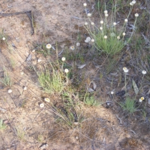 Leucochrysum albicans subsp. tricolor at Acton, ACT - 23 Oct 2014 08:30 AM