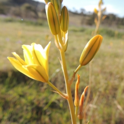 Bulbine bulbosa (Golden Lily) at Tuggeranong Hill - 18 Oct 2014 by michaelb